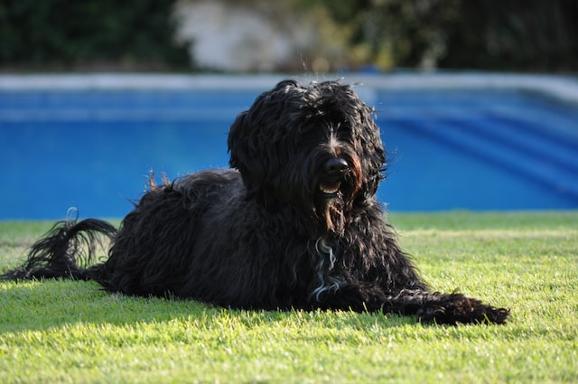 Cane d'acqua portoghese