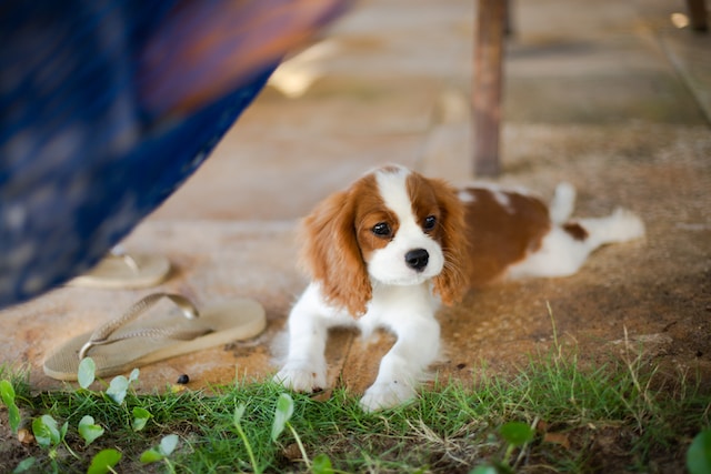 Cavalier King Charles di Izabelly Marques